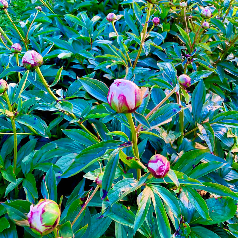 Pfingstrose-blumenfeld-erdbeer-lang-01