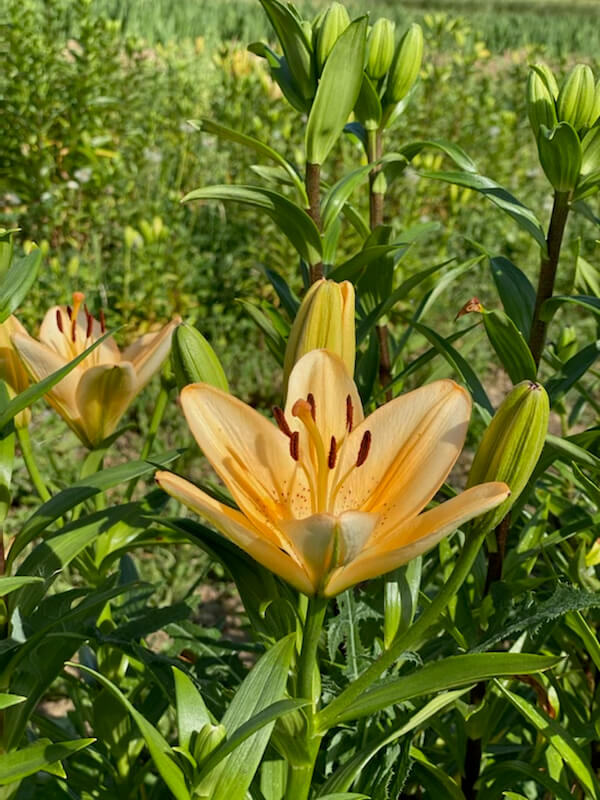 lilien-erdbeer-lang-2021