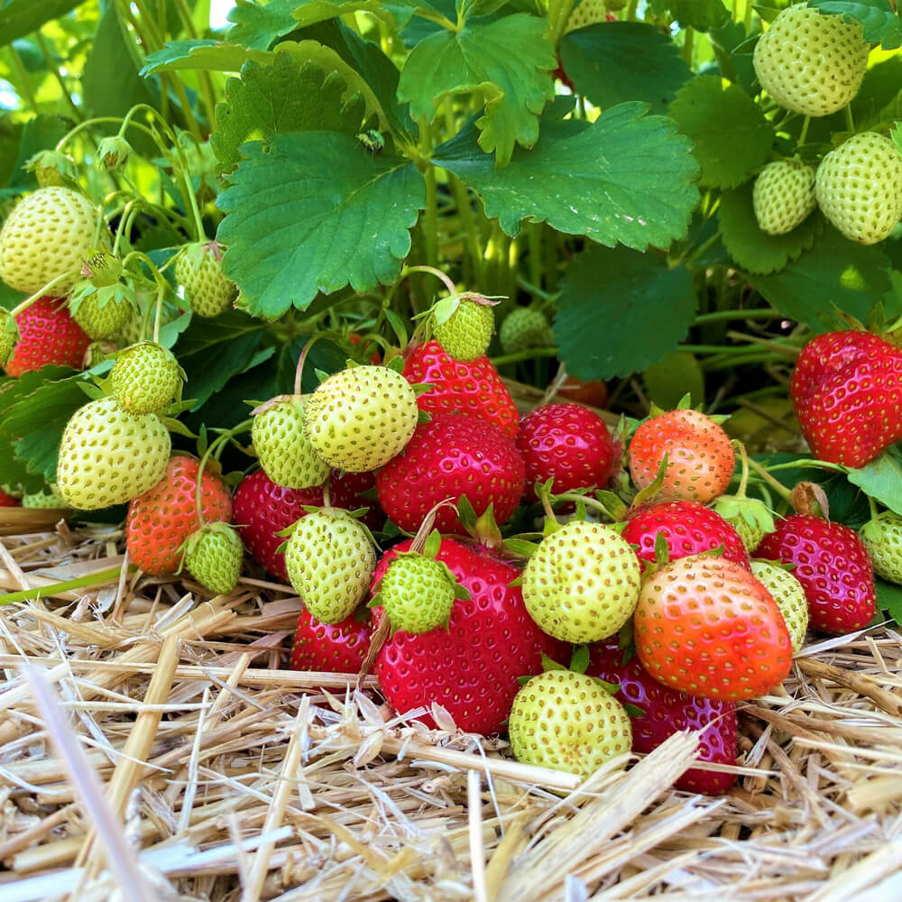 Erdbeeren auf Stroh Erdbeerfeld Erdbeer-LANG bei Vaterstetten