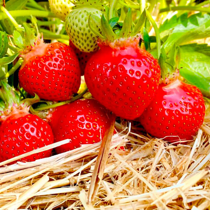 reife-erdbeeren-erdbeerfeld-erdbeer-lang