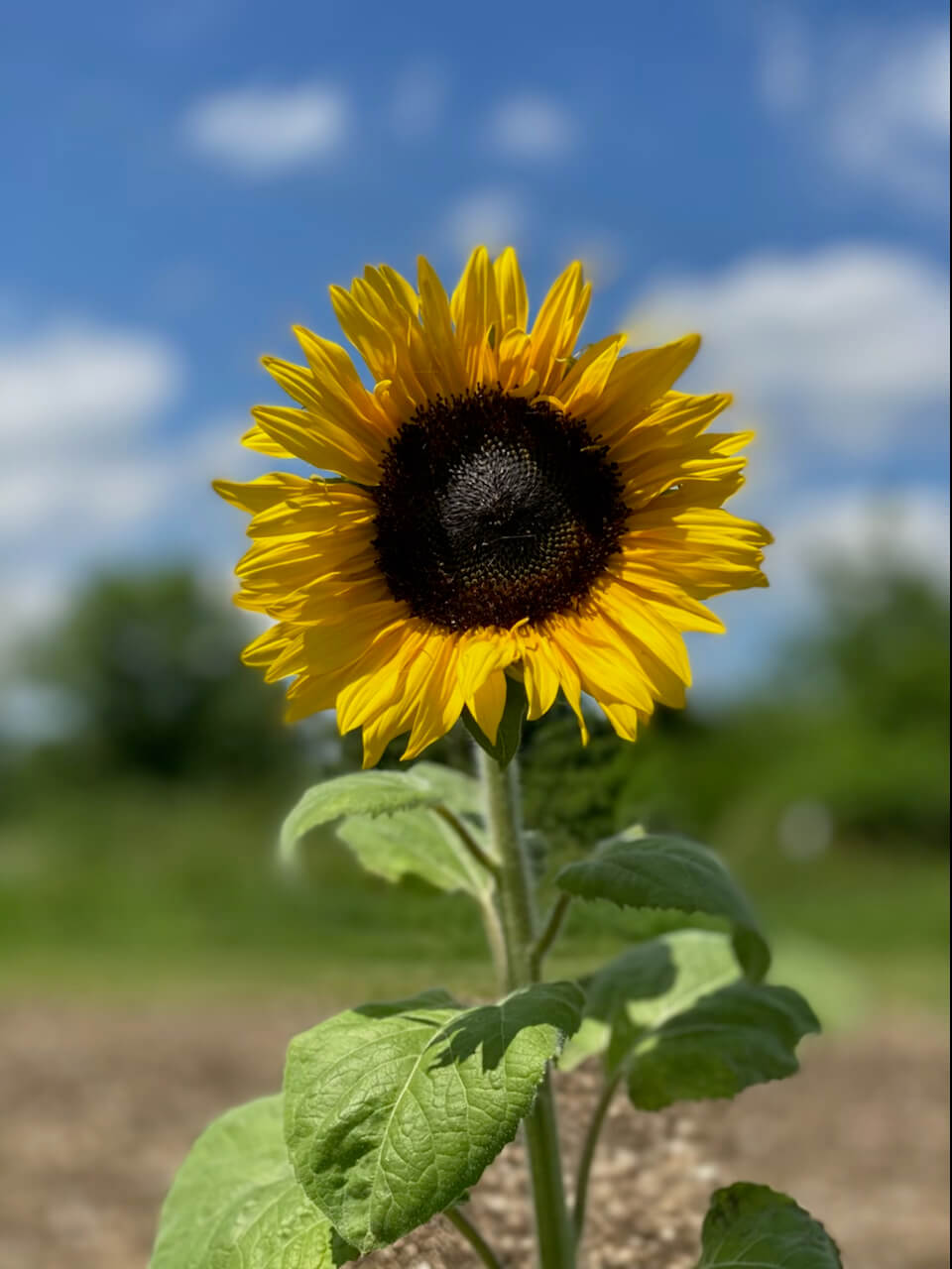 sonnenblume-erdbeer-lang-2021