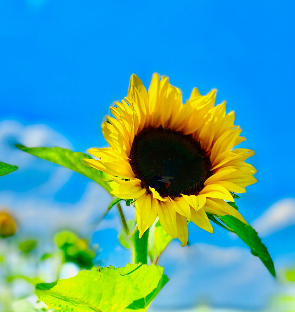 sonnenblumen-erdbeer-lang-juli2020-01