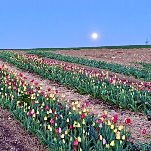 Tulpenfeld bei Vollmond