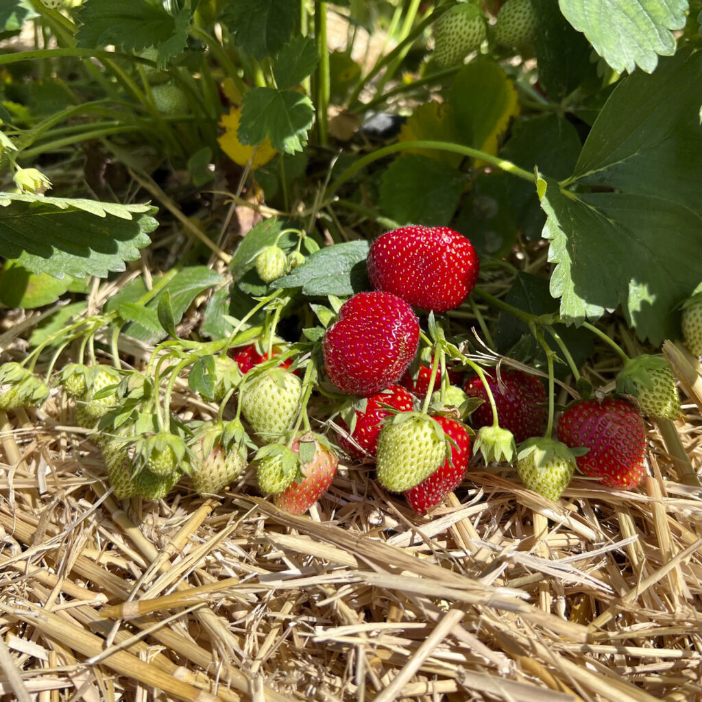 IMG_8777 Erdbeeren Putzbrunn 22