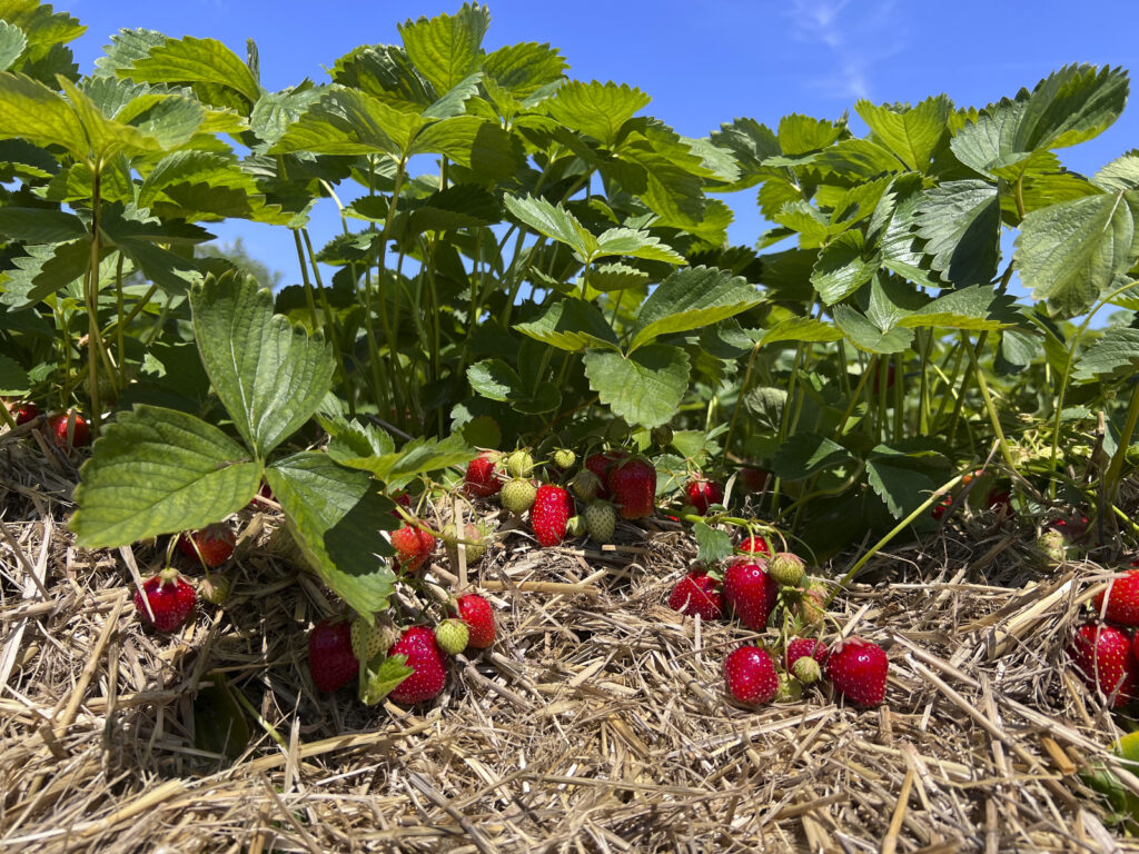 Erdbeeren Perlach