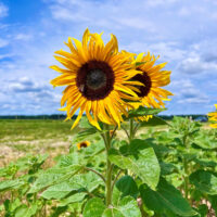 Sonnenblume blauer Himmel_23 schöne Sonnenblumen bei München