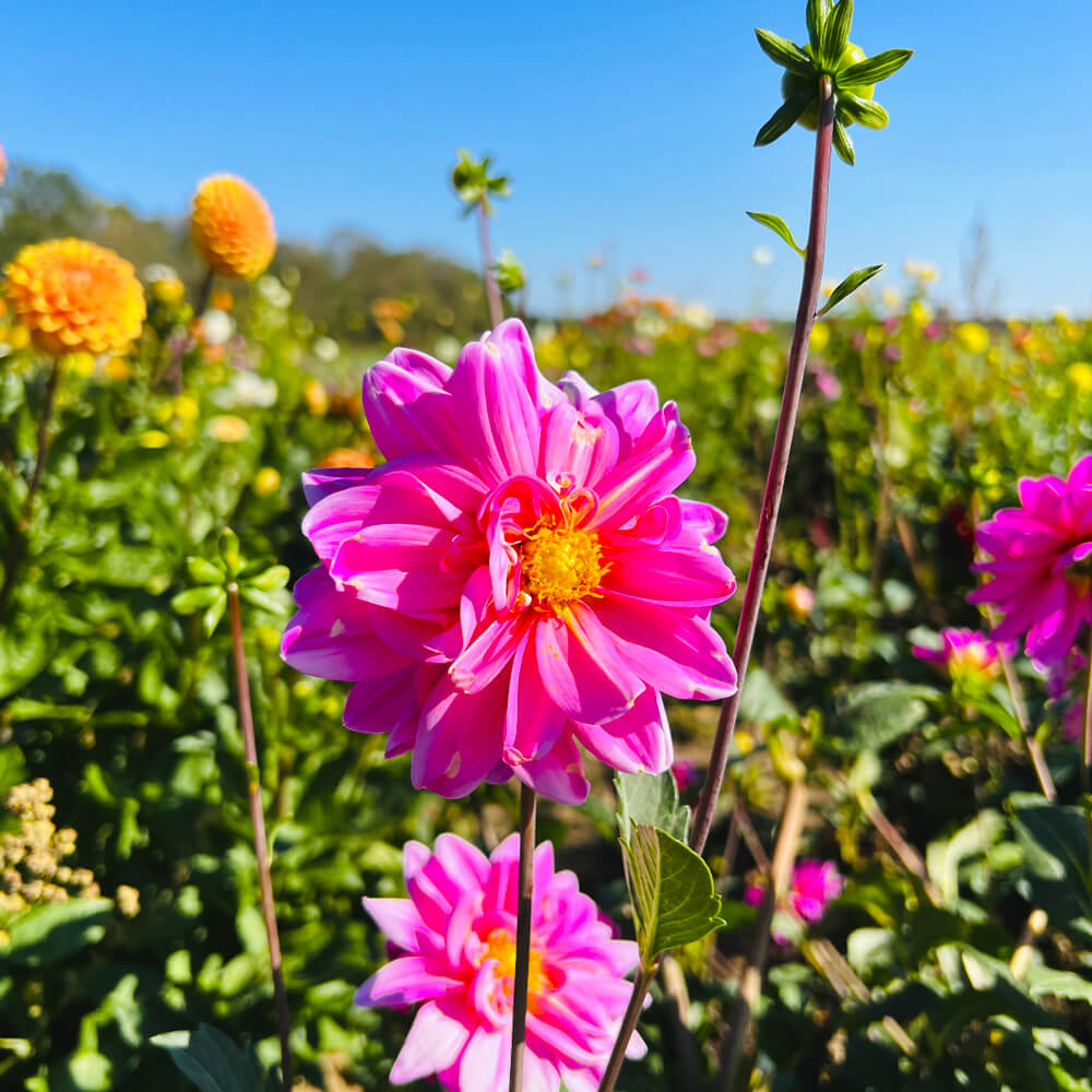 rosa Dahlie am Blumenfeld rosafarbige Dahlien auf den Münchener Blumenfeldern