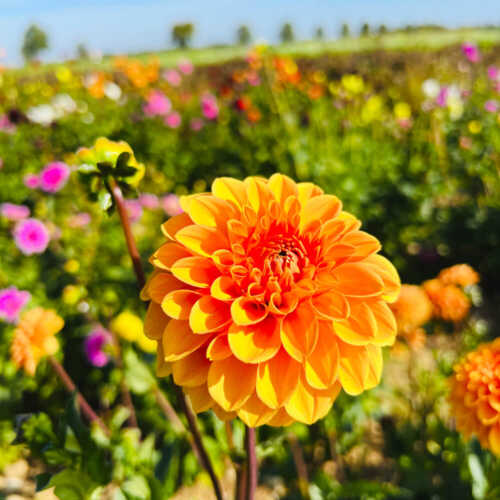 gladiolen-erdbeer-lang-2023