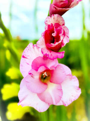 Galdiole rosa nah schöne Gladiolen auf dem Blumenfeld