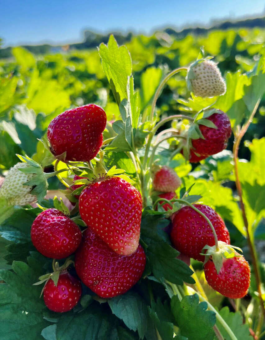 reife & süsse Erdbeeren am Erdbeerfeld Perlach von Erdbeer-LANG