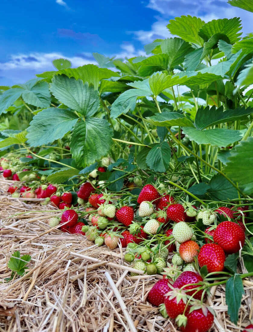 viele aromatische Erdbeeren am Erdbeefeld in Putzbrunn von Erdbeer-LANG
