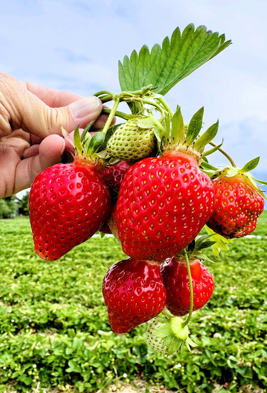 Jede Menge süßer Erdbeeren am Erdbeerfeld am Parkplatz bei Ebersberg