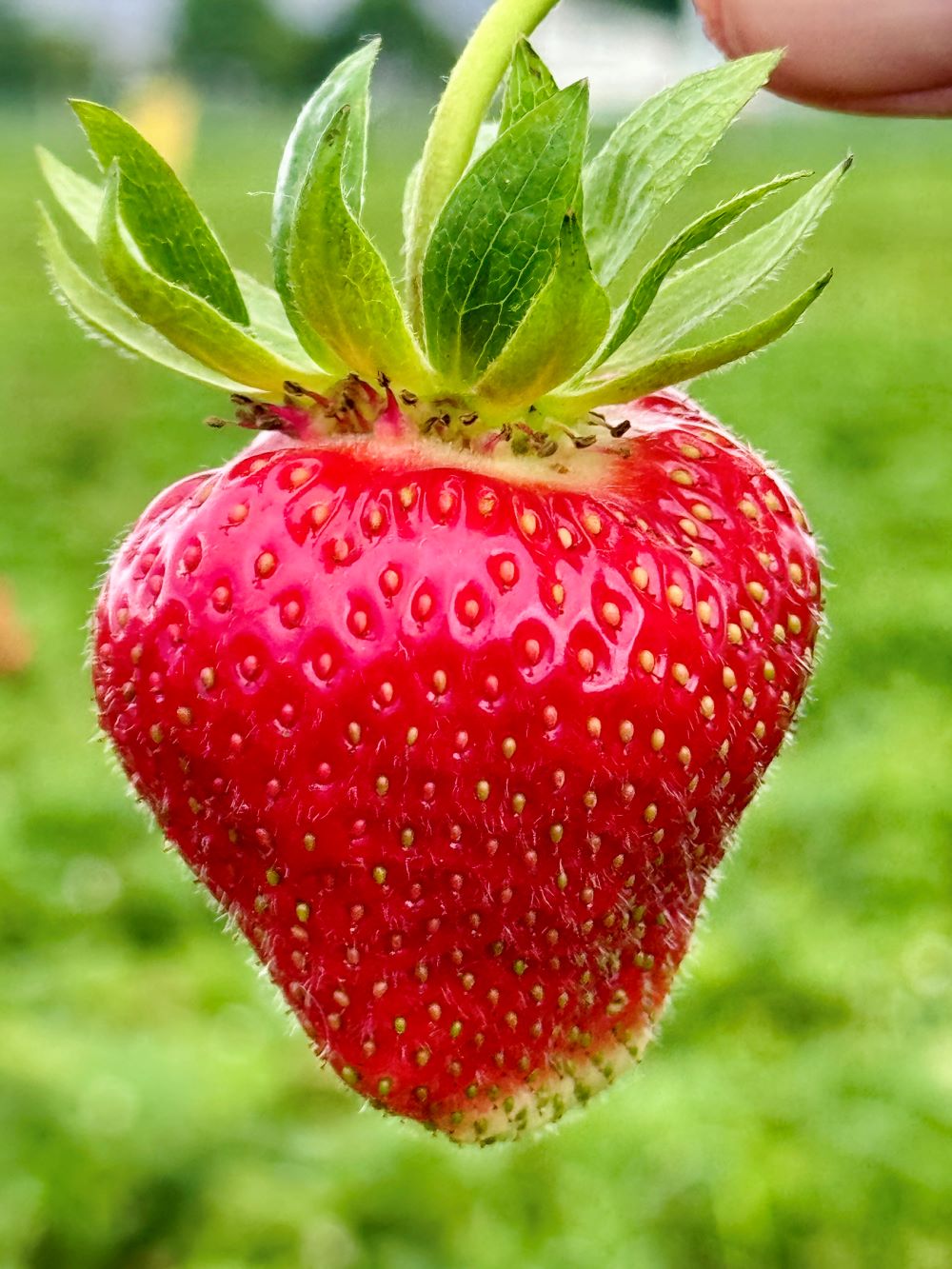 große schöne Erdbeeren am Erdbeerfeld Hofolding von Erdbeer-LANG